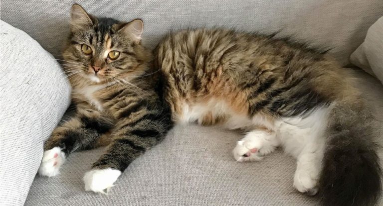 Testhem Sibirisk Katt i Stockholm. Sibirisk Katt uppfödning ⋆ SE*Voyakas